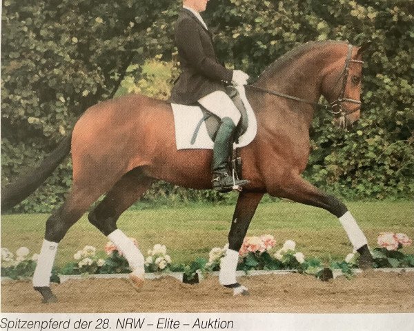 stallion Saltimbanco (Westphalian, 2001, from Sandro Hit)