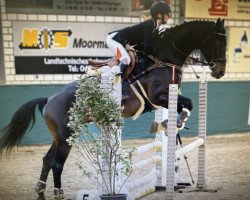 jumper Calato's Sweetheart Kelly (Latvian Warmblood, 2010, from Calano II)