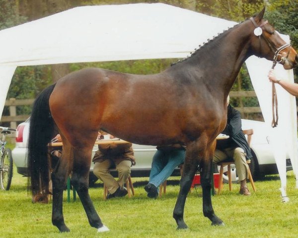 broodmare Mighty Alpha (Oldenburg, 2003, from Landjonker (Fruhling))