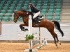 jumper Lumen Tigris (German Sport Horse, 2016, from Loving Dancer)