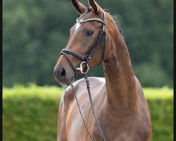 dressage horse Electra (Westphalian, 2019, from Blue Hors Emilio)