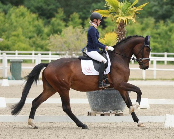 dressage horse Kalballa Mfg (KWPN (Royal Dutch Sporthorse), 2019, from Kingston Jz)