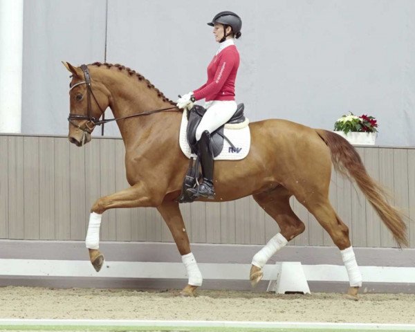 dressage horse Velantos (Oldenburg, 2019, from Valverde NRW)