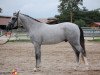 jumper Vito de Blonde (French Pony, 2009, from Quoutsou)