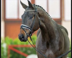 dressage horse Fritzgerald (Oldenburg, 2019, from For Romance I)