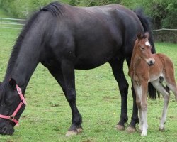 Zuchtstute Barby de Blonde (Belgium Sporthorse, 2007, von Welcome Sympatico)