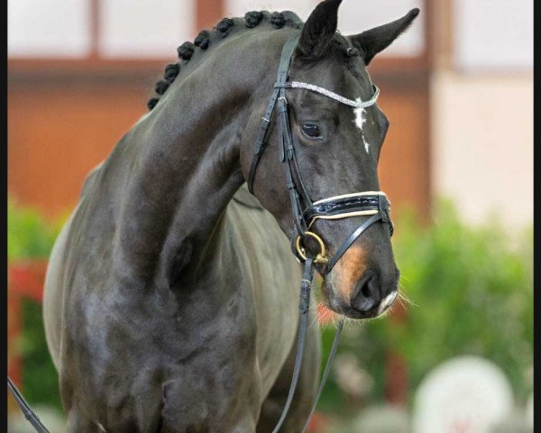 dressage horse Johann W (Hanoverian, 2020, from Jovian)