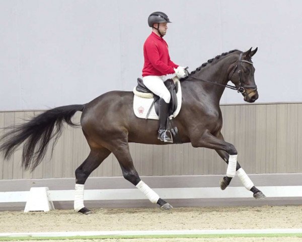 dressage horse French Kiss (Westphalian, 2020, from Finest)