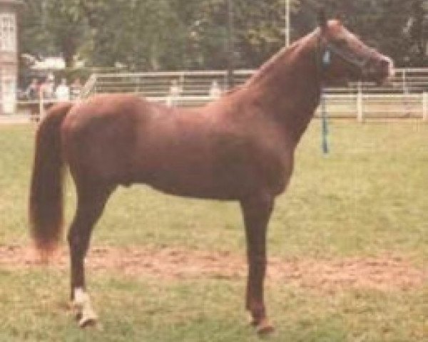 stallion Jano ox (Arabian thoroughbred, 1971, from Figuroso ox)