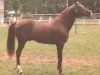 stallion Jano ox (Arabian thoroughbred, 1971, from Figuroso ox)