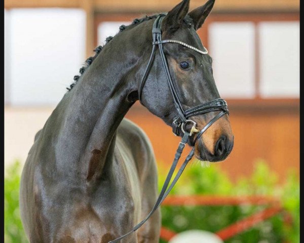 dressage horse Goldschatz 58 (Westphalian, 2019, from Goldberg 15)
