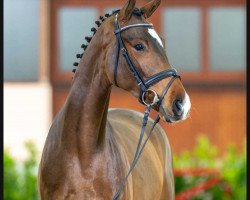 dressage horse Scotland Yard (Westphalian, 2020, from Sir Heinrich OLD)