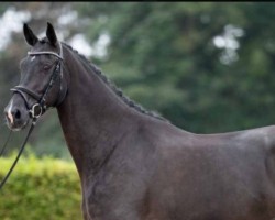 dressage horse Hengst von Asgard's Ibiza / Romanov Blue Hors / Wolkentanz (Hanoverian, 2018, from Asgard's Ibiza)