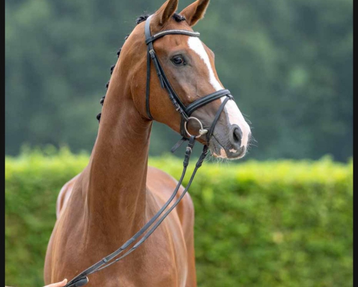 dressage horse Stute von Zoom / Florestan I (Westphalian, 2019, from Zoom)