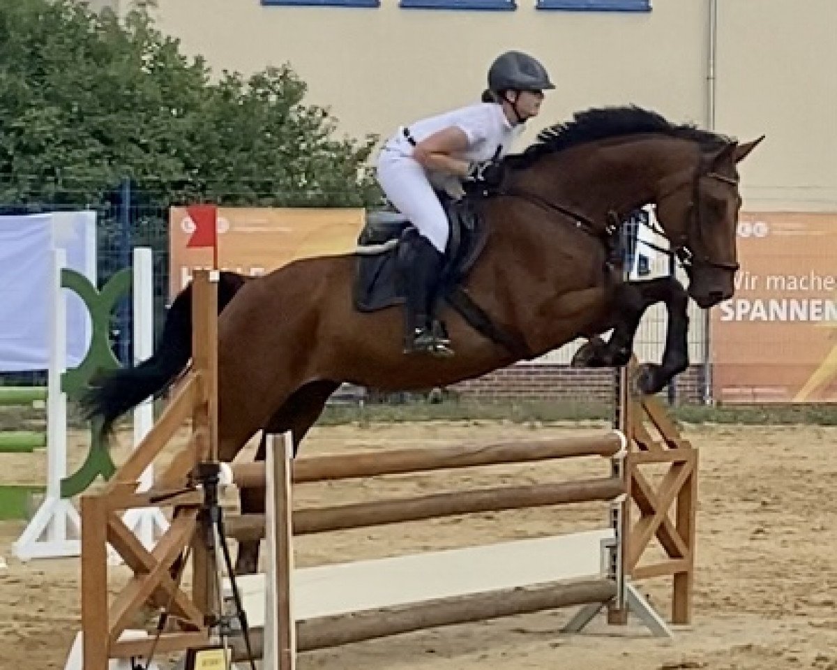 Springpferd Cobra 38 (Deutsches Reitpferd, 2012, von Consens)