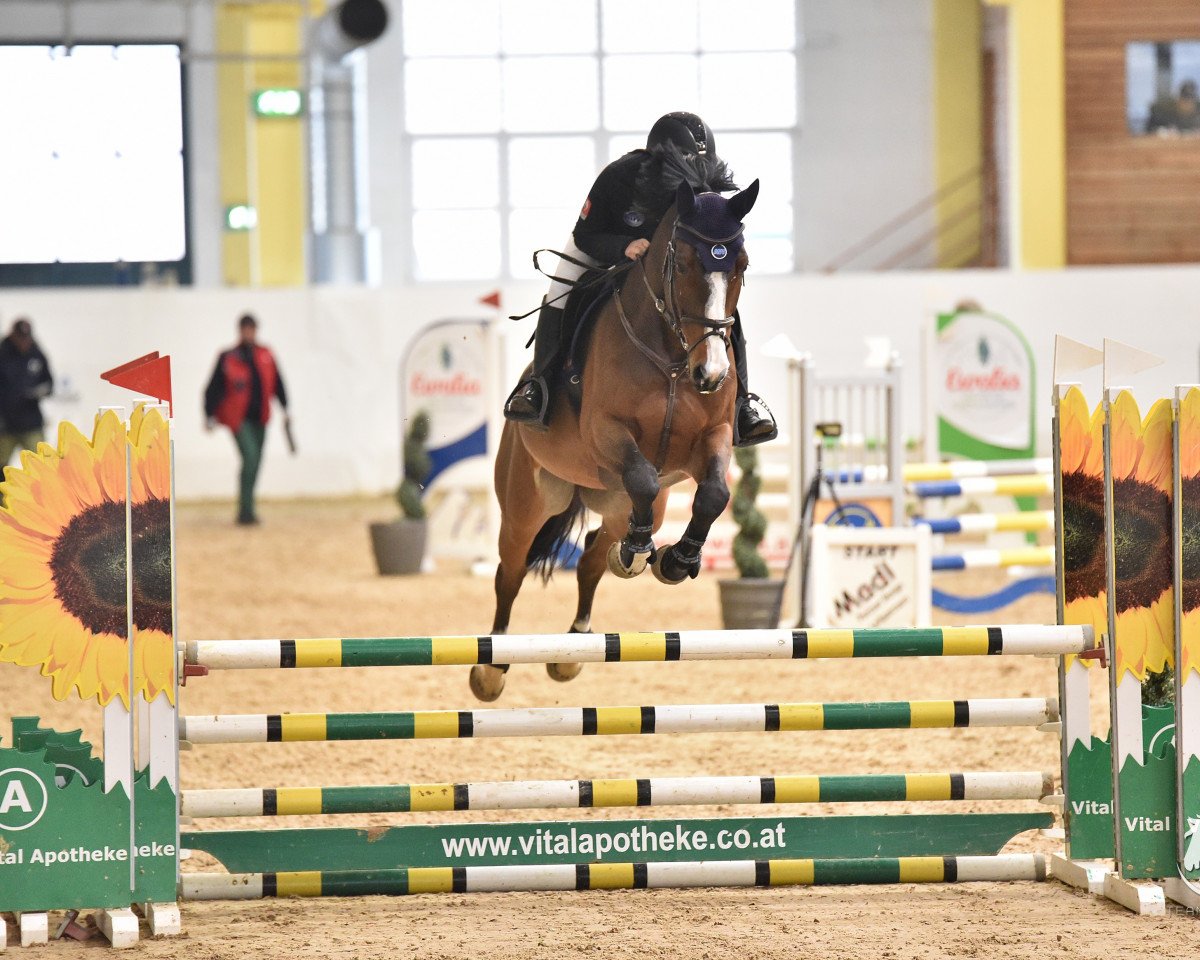 Springpferd Cappuccino 19 (Holsteiner, 2011, von Contender)