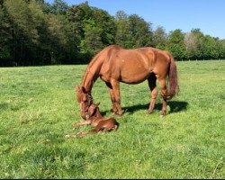 broodmare Warina (Hanoverian, 2010, from Wolkenstein II)