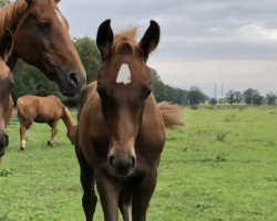 horse Nonno vom Blumenberg (Oldenburger, 2023, from Nechristo)