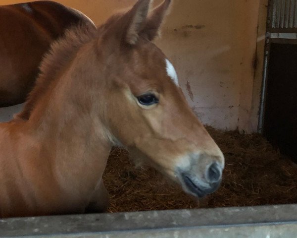 dressage horse Fria vom Blumenberg (Oldenburg, 2022, from La Vie)