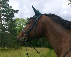 horse Vanesa (Latvian Warmblood, 2000, from Vāgners)