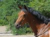 jumper Abkiss me Sady (German Sport Horse, 2010, from Abke 4)