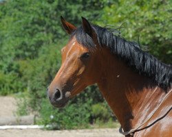 jumper Abkiss me Sady (German Sport Horse, 2010, from Abke 4)