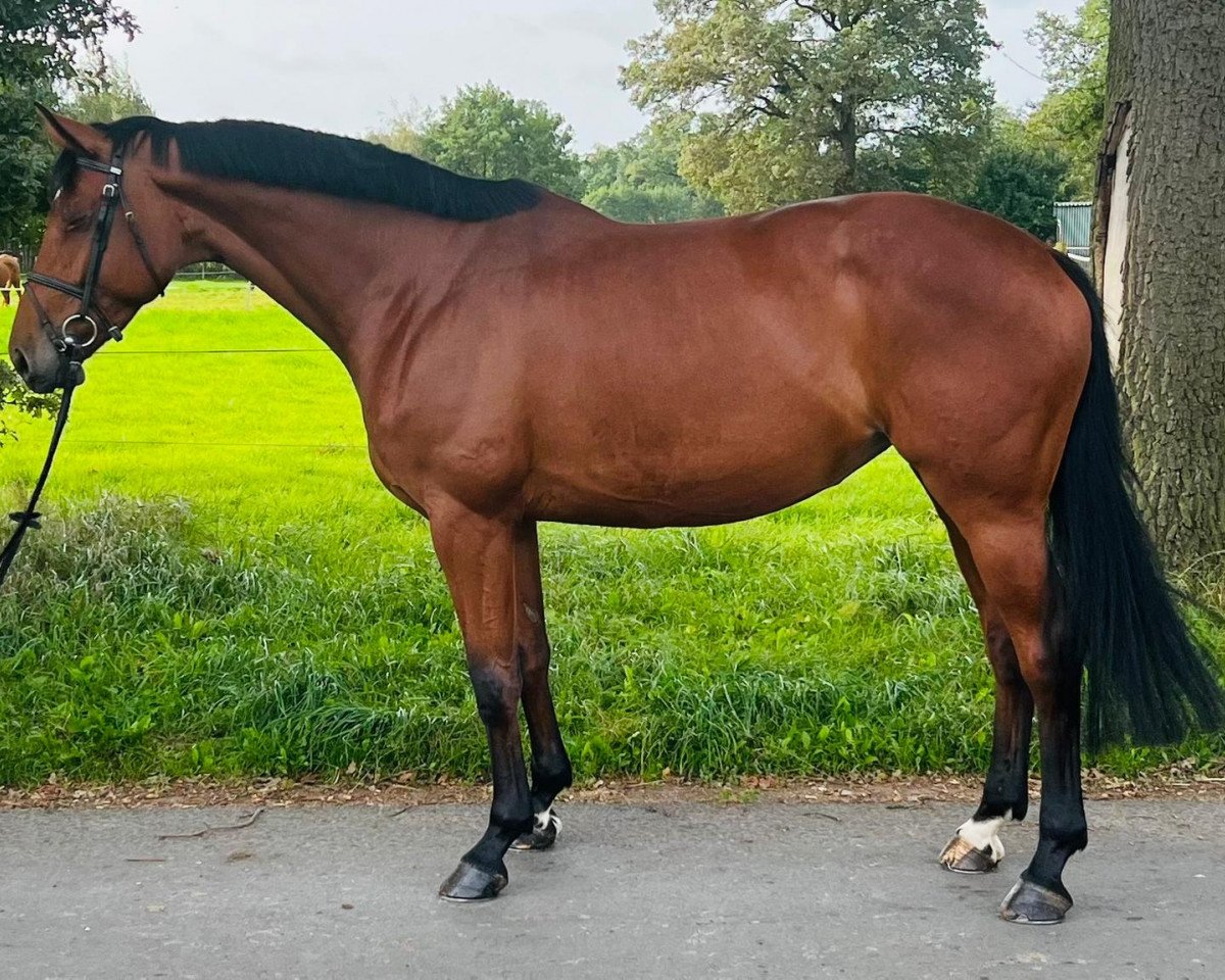 Springpferd Valerie 80 (Hannoveraner, 2016, von Valentino)