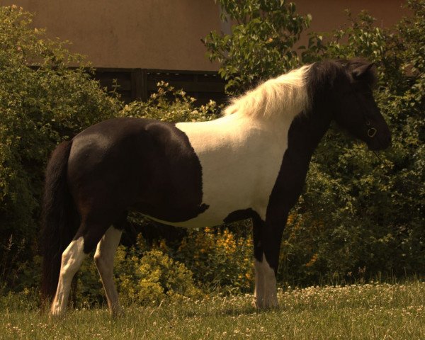 Zuchtstute Flaekja (Islandpferd, 2018, von Djarfur vom Laekurhof)