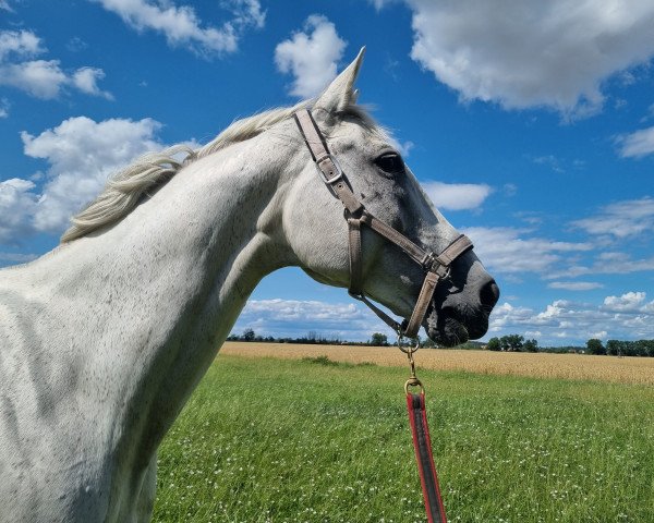 Dressurpferd Don Diamond's Junior (Deutsches Sportpferd, 2009, von Don Diamond)