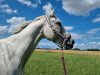 dressage horse Don Diamond's Junior (German Sport Horse, 2009, from Don Diamond)