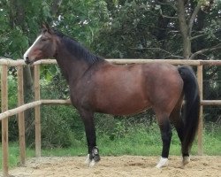 broodmare Stella (Hanoverian, 2005, from Stedinger)