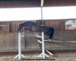 jumper Corvette 48 (Oldenburg show jumper, 2017, from Centino du Ry)