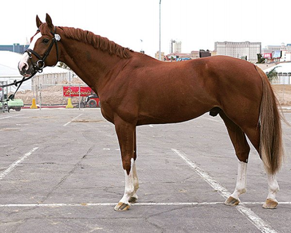 stallion Couleur Rubin (Oldenburg, 1996, from Cordalme Z)