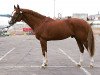 stallion Couleur Rubin (Oldenburg, 1996, from Cordalme Z)
