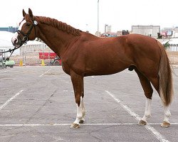 stallion Couleur Rubin (Oldenburg, 1996, from Cordalme Z)