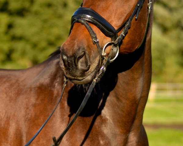 dressage horse Felix B (Rhinelander, 2007, from Fidertanz)
