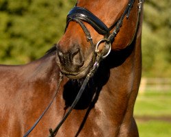 dressage horse Felix B (Rheinländer, 2007, from Fidertanz)