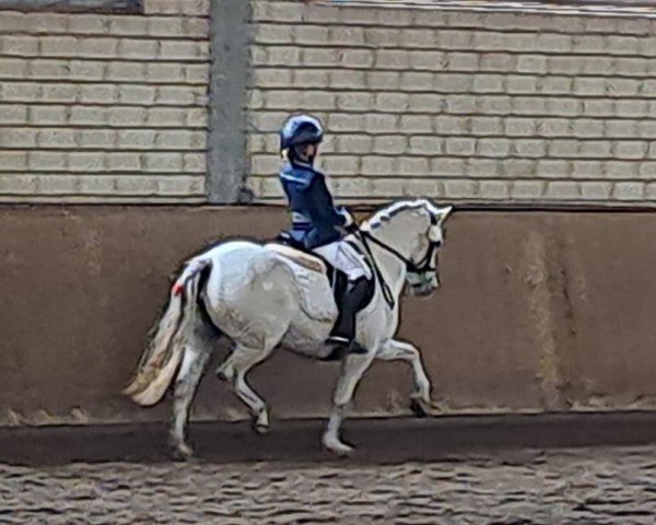 dressage horse Iris (Welsh mountain pony (SEK.A), 2009)