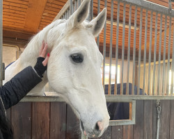 jumper Geronimo 704 (Hanoverian, 2012, from Grey Top)