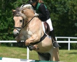 dressage horse Kalle (Fjord Horse, 1997, from Kvest Halsnæs)