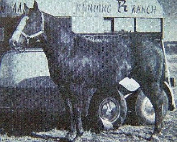 Deckhengst Poncan (Quarter Horse, 1960, von Leo)