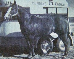 Deckhengst Poncan (Quarter Horse, 1960, von Leo)