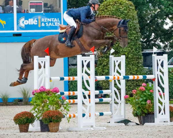jumper Madgeslane Luidam (Irish Sport Horse, 2018, from Luidam)