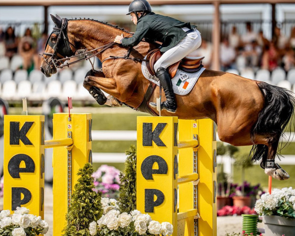Springpferd ESI Rocky (Irish Sport Horse, 2015, von Stakkato Gold)