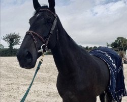 Springpferd Castlefield Hera (Irish Sport Horse, 2014, von Plot Blue)