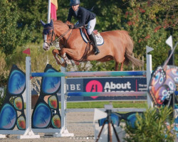 jumper Paulette van Overis (Belgian Warmblood, 2015, from Tangelo van de Zuuthoeve)