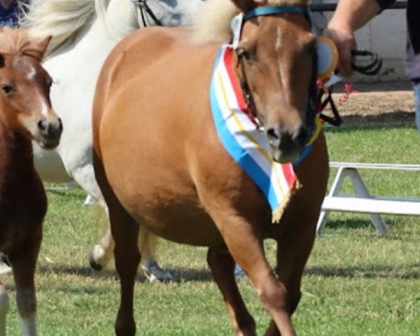 broodmare Käte (Dt.Part-bred Shetland pony,  , from Karon I)