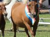 Zuchtstute Käte (Dt.Part-bred Shetland Pony,  , von Karon I)