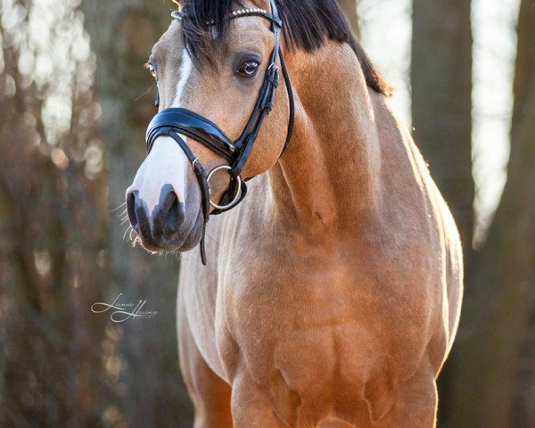 dressage horse Rolex Emelwerth (Welsh Partbred, 2021, from Cosmo Callidus NRW)