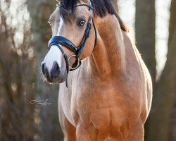 dressage horse Rolex Emelwerth (Welsh Partbred, 2021, from Cosmo Callidus NRW)